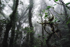 Explore the cloud forest as a volunteer in Nicaragua
