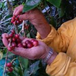 Chapoleras-Coffee-Nursery-Alto-del-Frisol-San-Javier-La-Mesa-Colombia.05-min