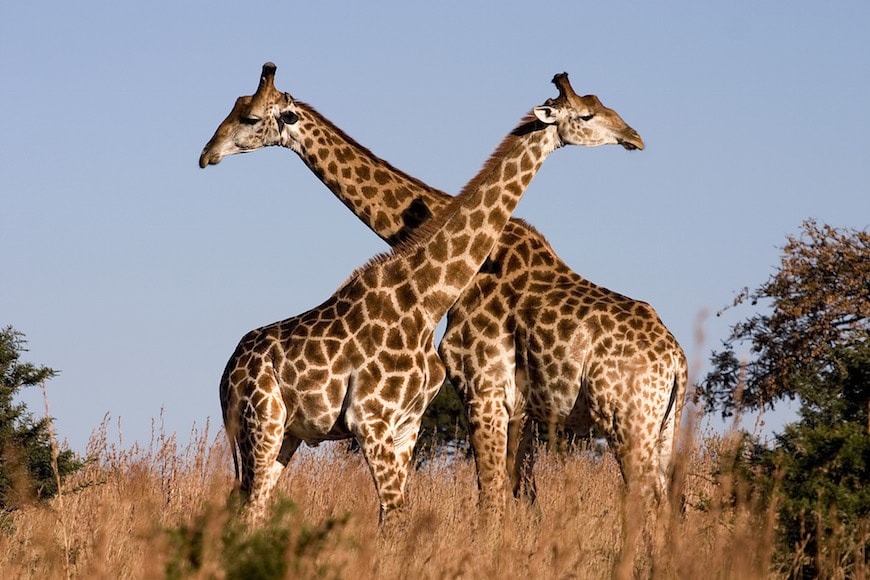 see giraffes as volunteer in south africa