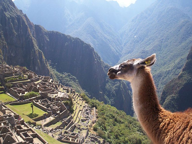 Machu Picchu and a Lama