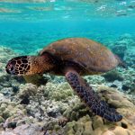 Green_turtle_swimming_over_coral_reefs_in_Kona-min