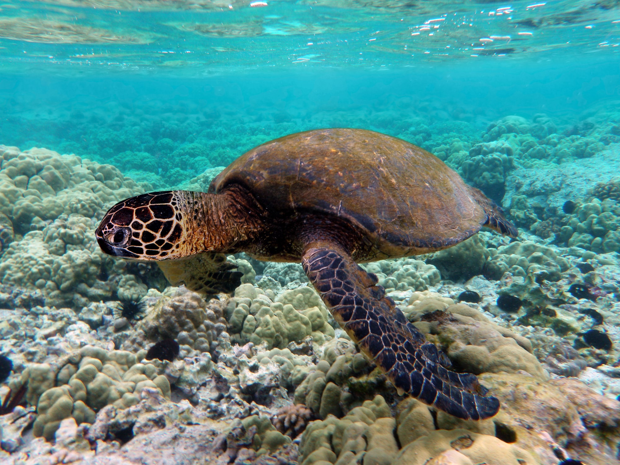 Swim with turtles as a volunteer in nicaragua