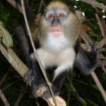 Cercopithecus_mona,_Boabeng_Fiema,_Monkey_Sanctuary,_Ghana