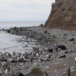 see penguins volunteer in chile