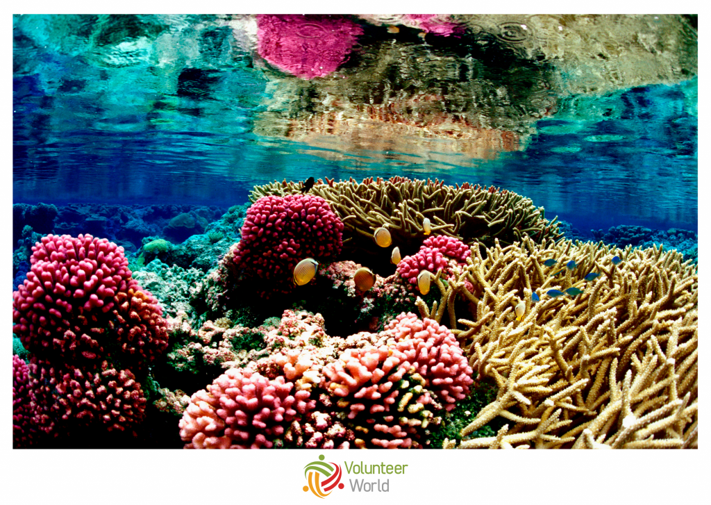 coral reef with different colors under water on the Great Barrier Reef