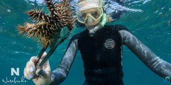 Snorkel Marine Conservation Diving