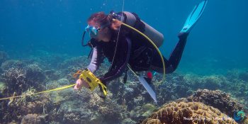 Scuba Diving Ocean Marine Conservation