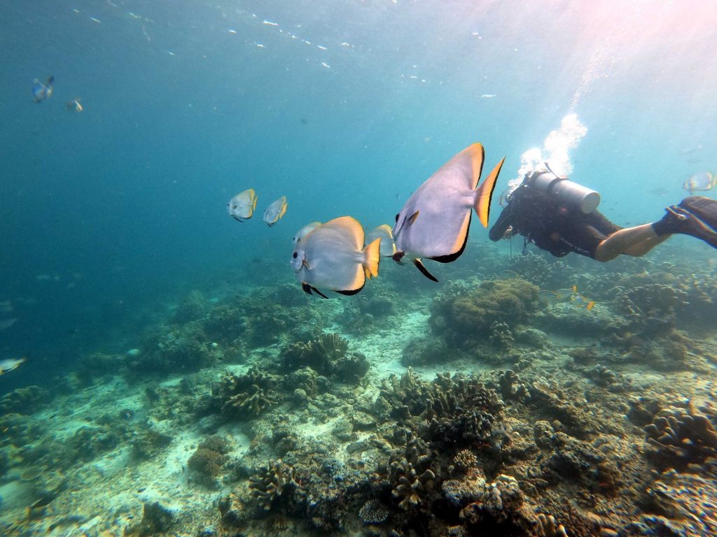 Scuba Diving Marine Life Borneo