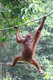 orangutan in sepilok