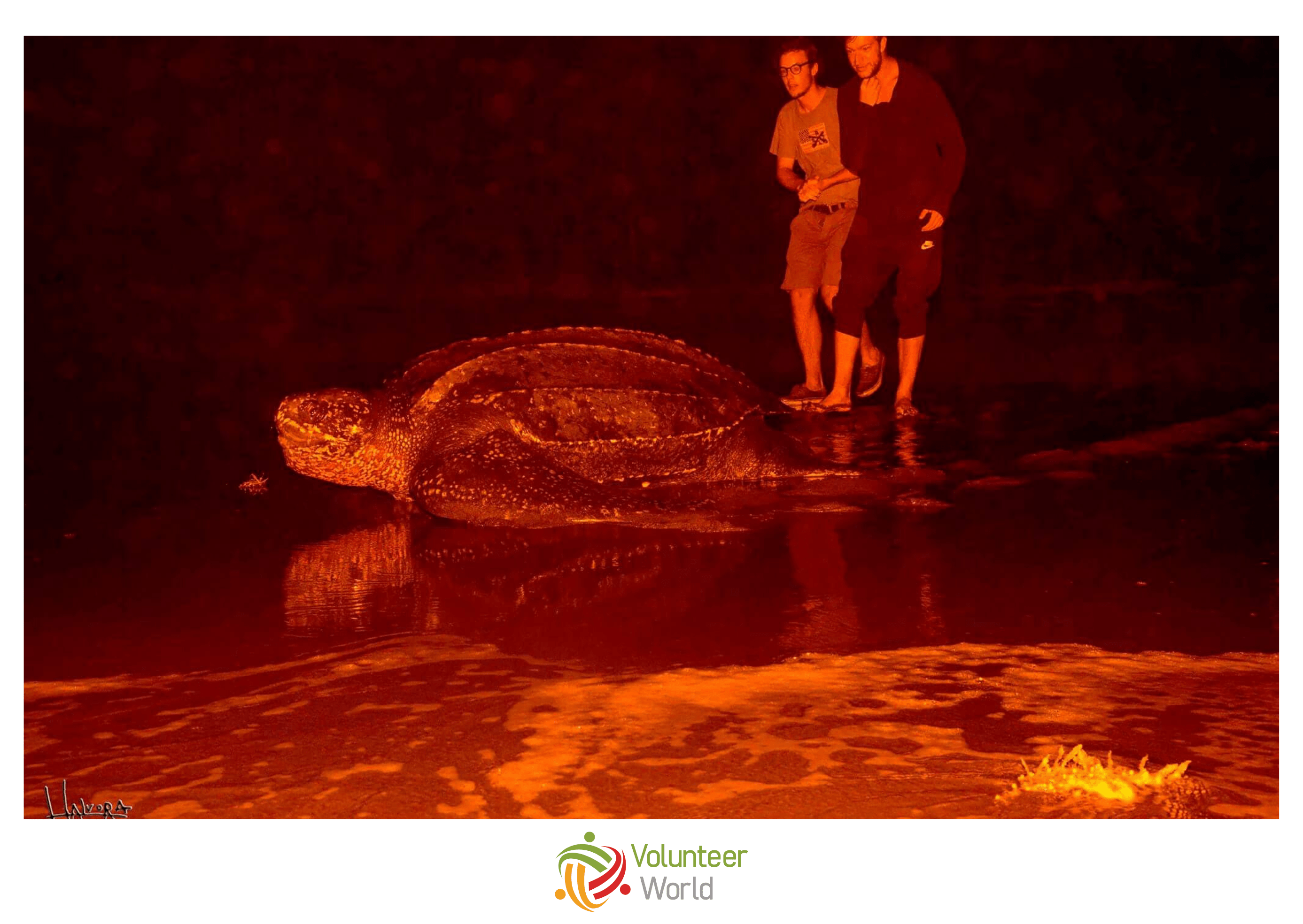 Leatherback Sea Turtle at Night