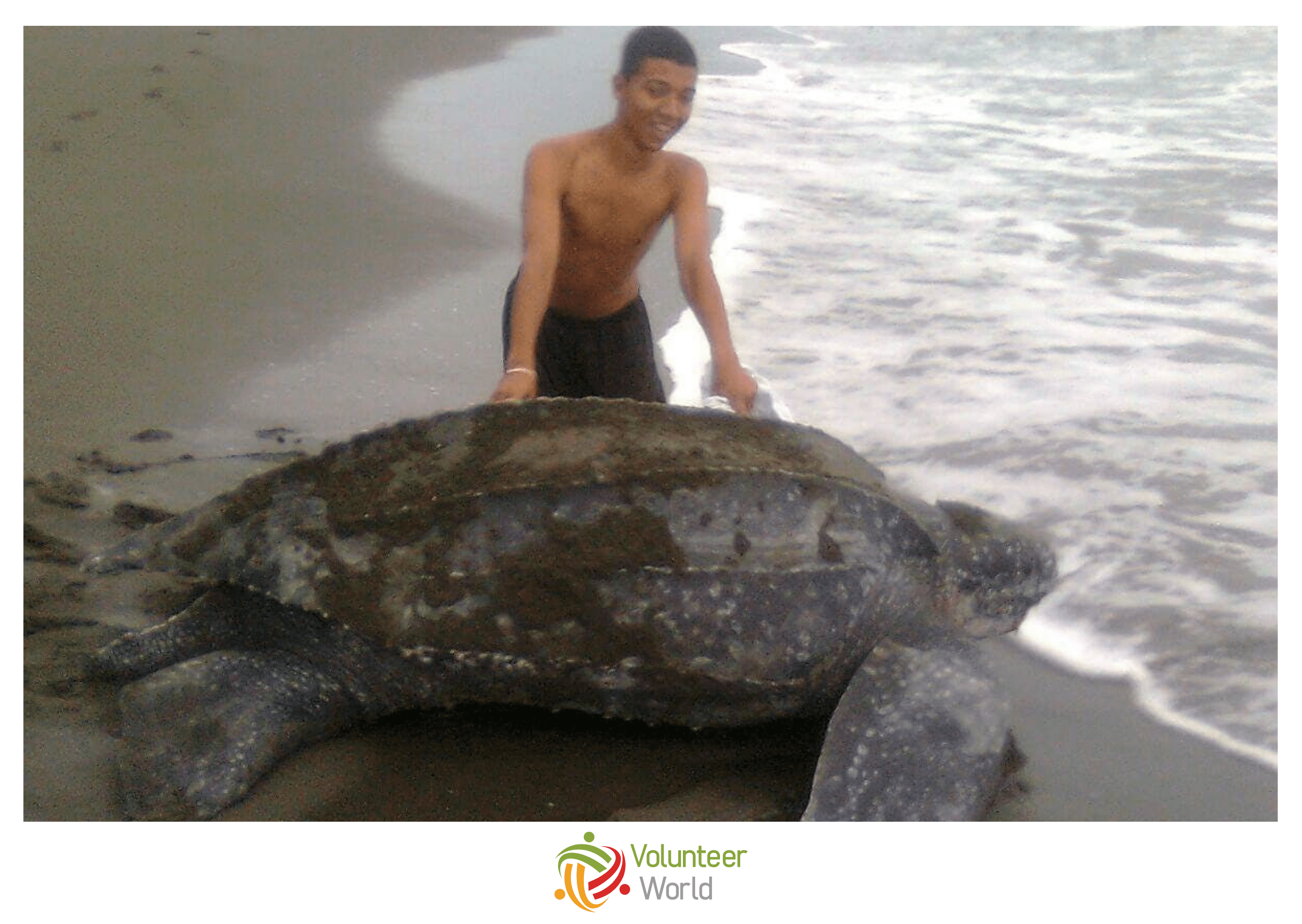 Leatherback Sea Turtle Returning to the Ocean