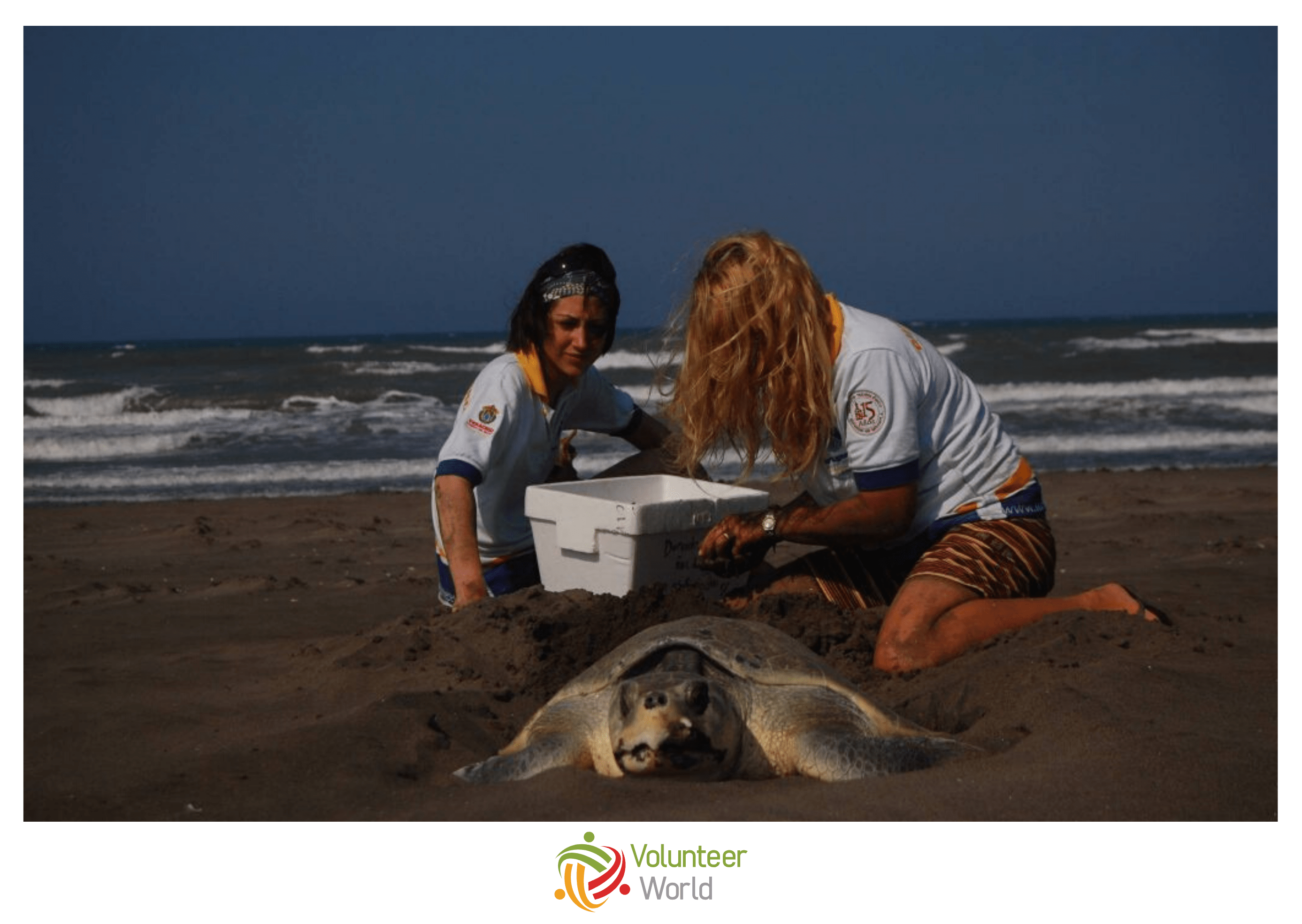 Collecting Sea Turtle Eggs