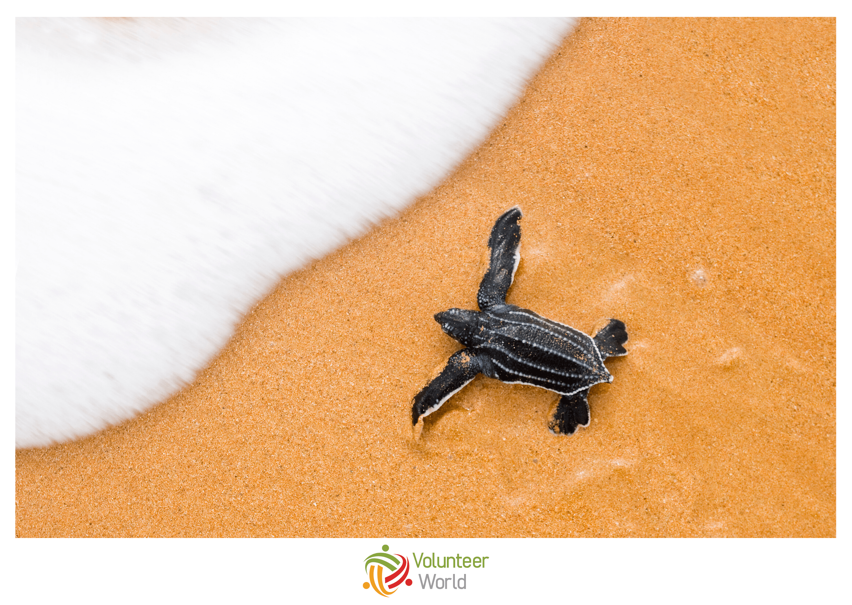 Baby Sea Turtle returning to the Ocean