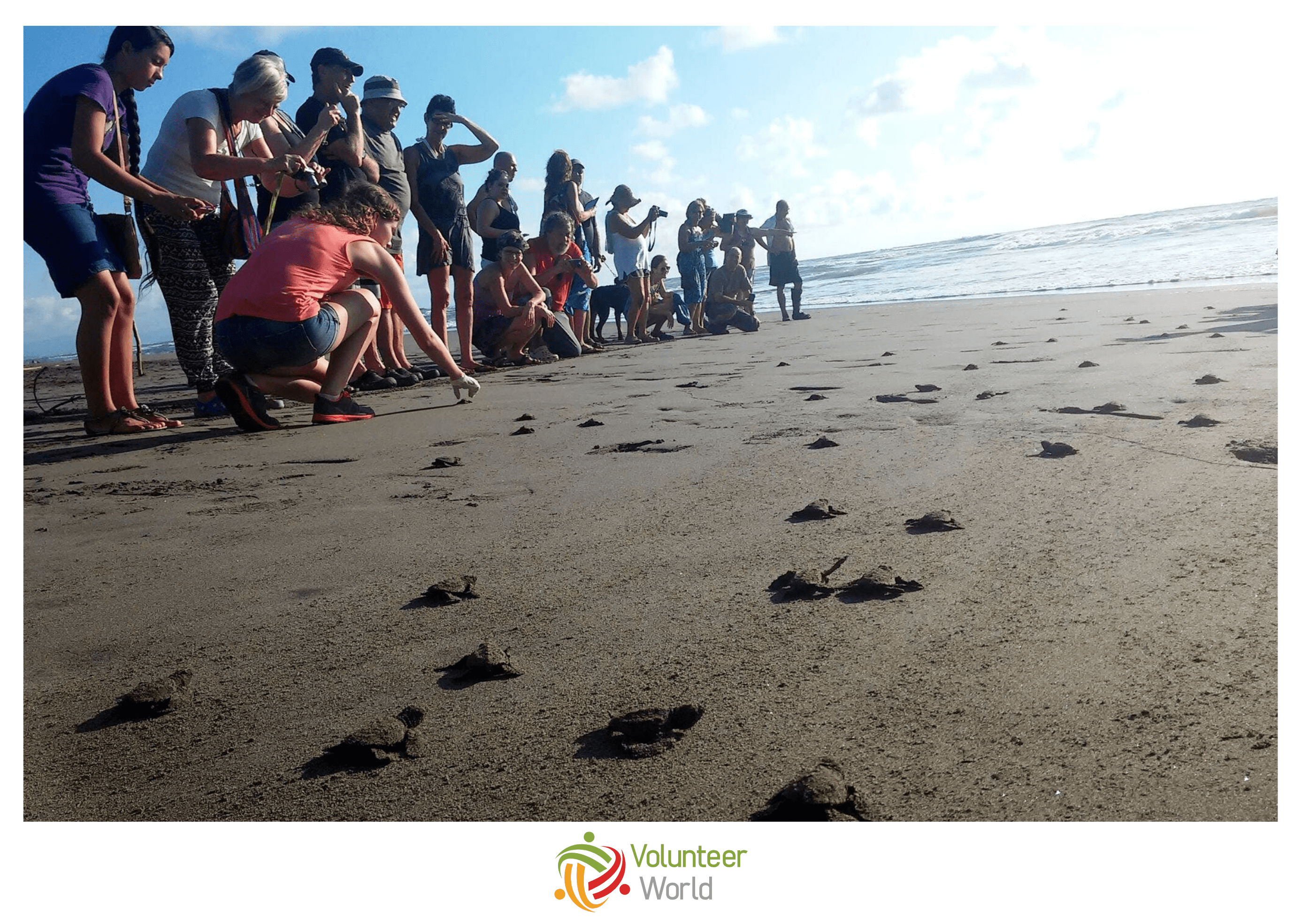 Volunteers releasing Sea Turtles