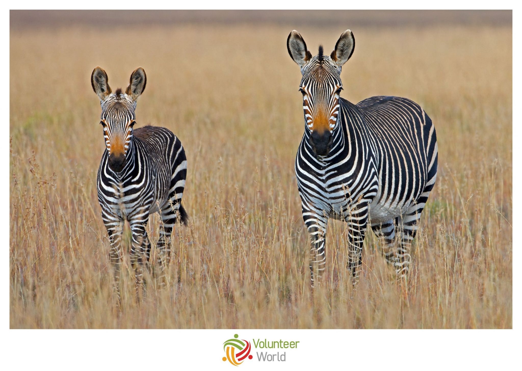 Zebras in south Africa, seen by volunteering in May 