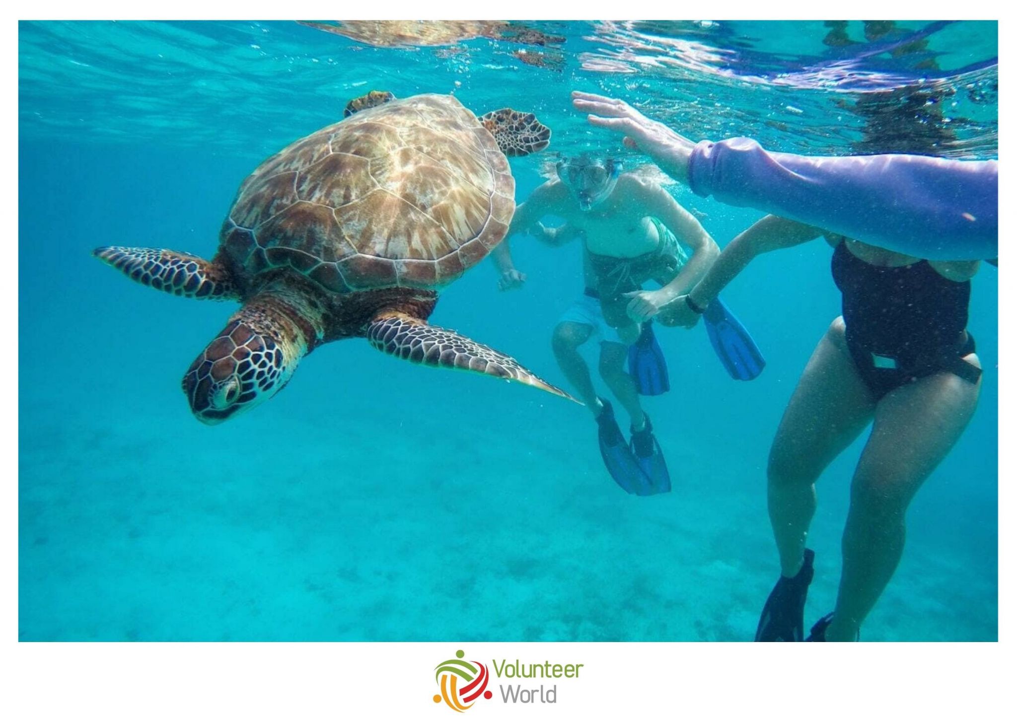 Volunteer with Sea Turtles in Belize