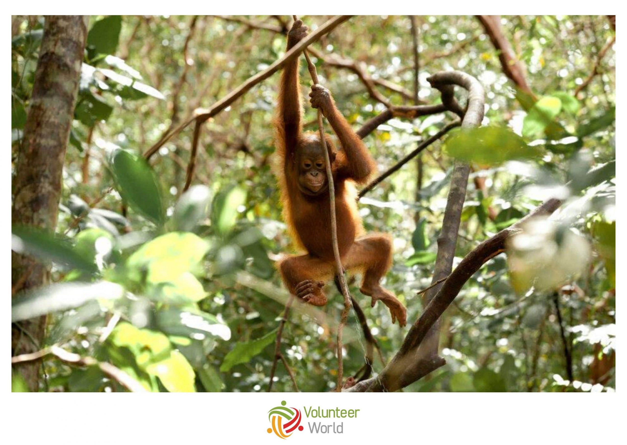 Volunteering with Orangutans in Indonesia