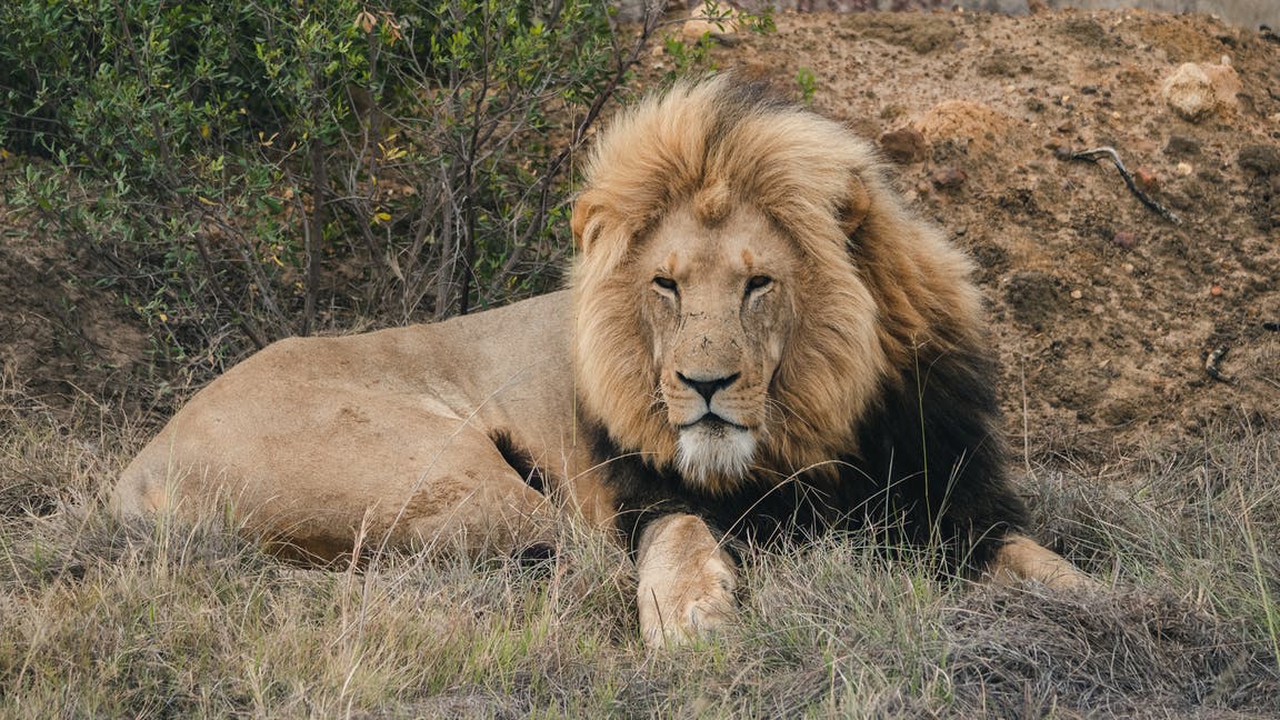 Volunteer With Lions Lion Sanctuary Volunteer World