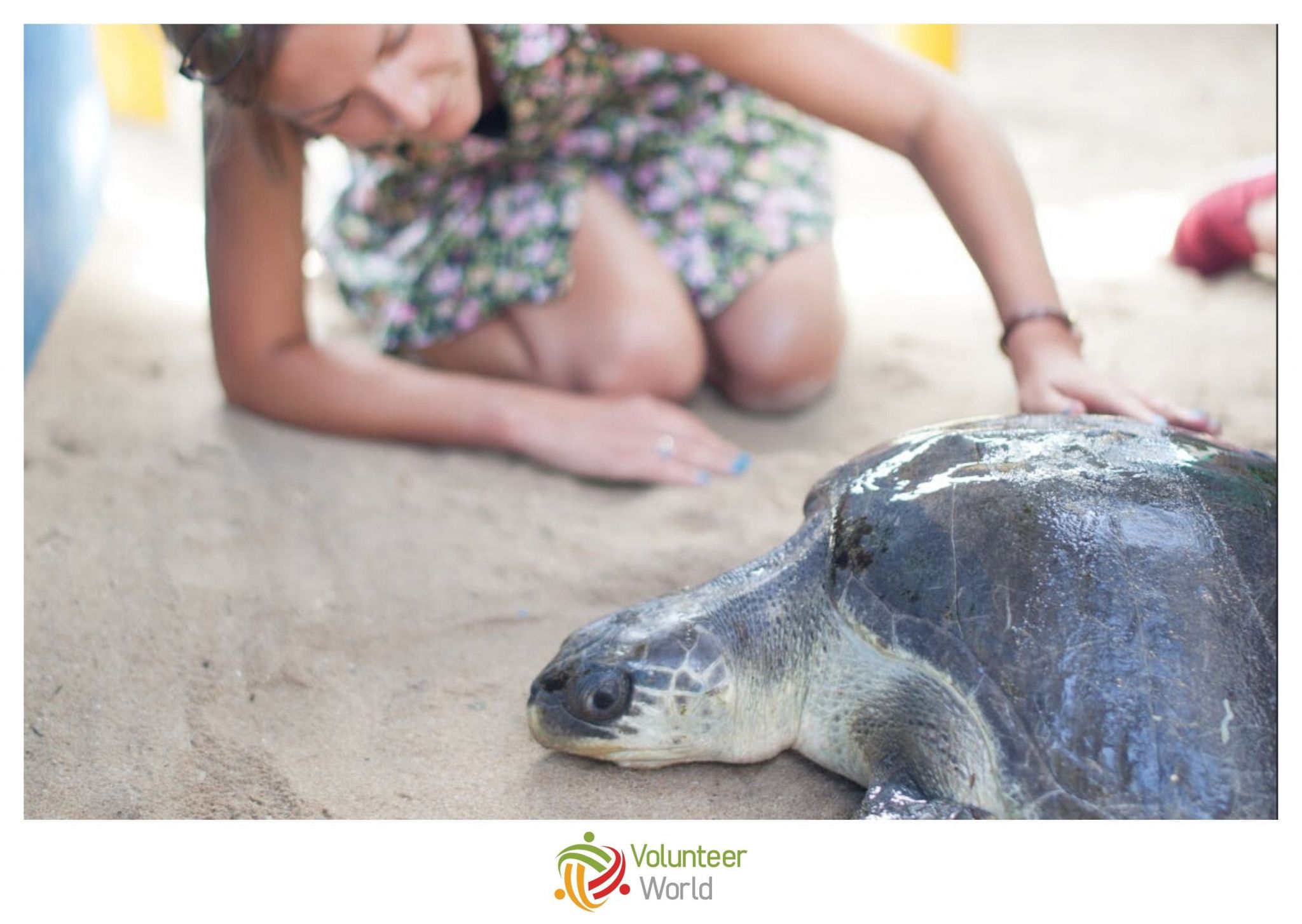 Volunteer Sea Turtles Ecuador