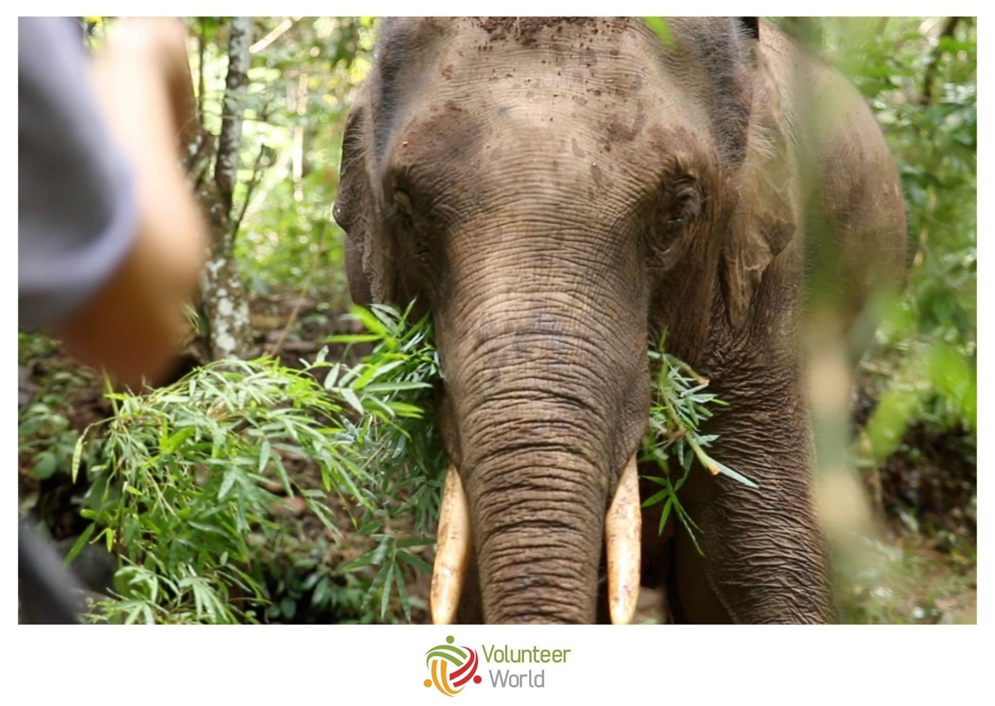 Volunteer Elephant Sanctuary Thailand