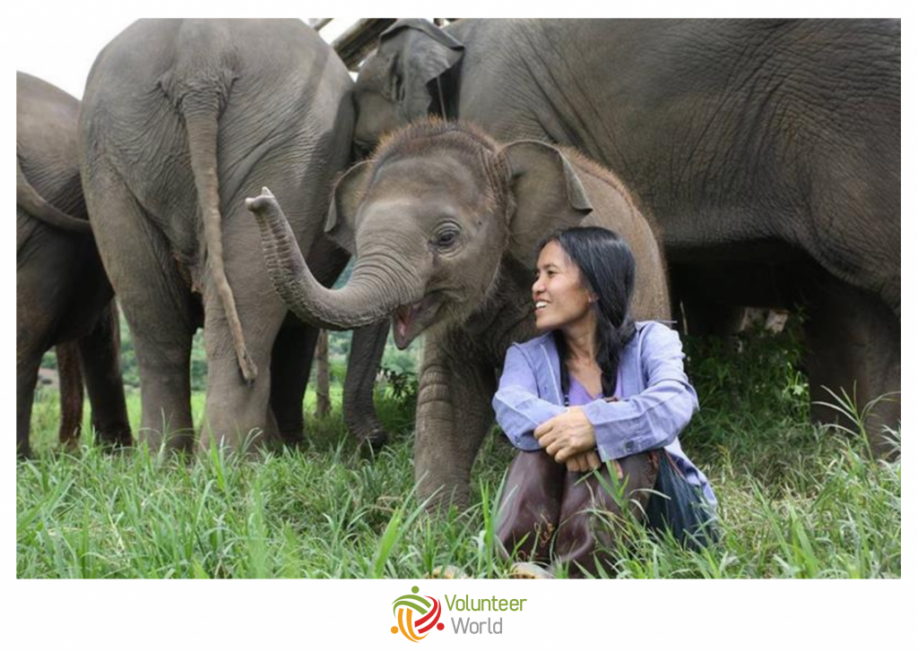 elephant volunteer in thailand