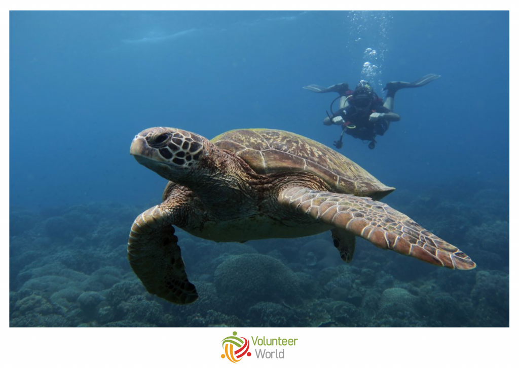 diving with sea turtles in january in mexico