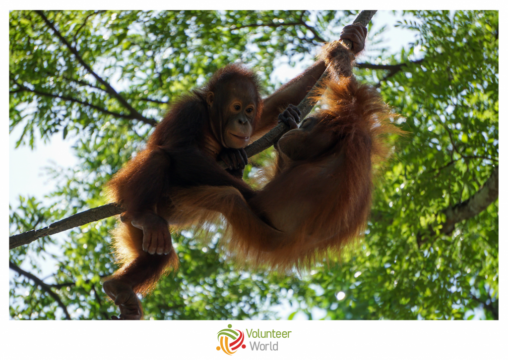 orangutan babies in the trees of borneo
