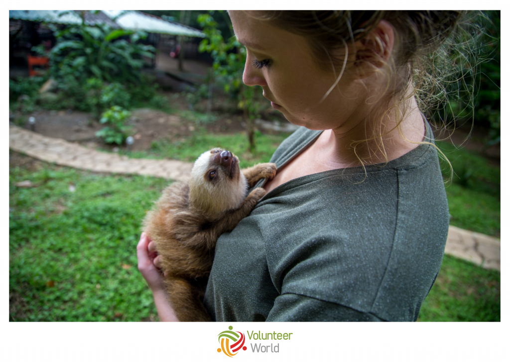 sloth volunteer in costa rica