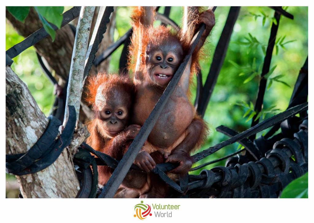 orangutan volunteer in april