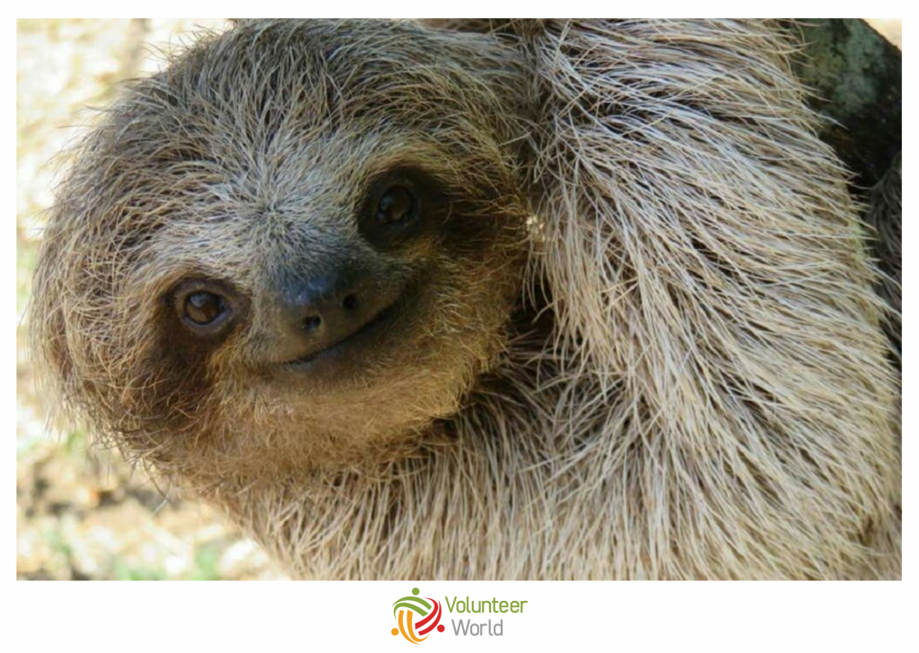 costa rica best place to volunteer in november to see sloth