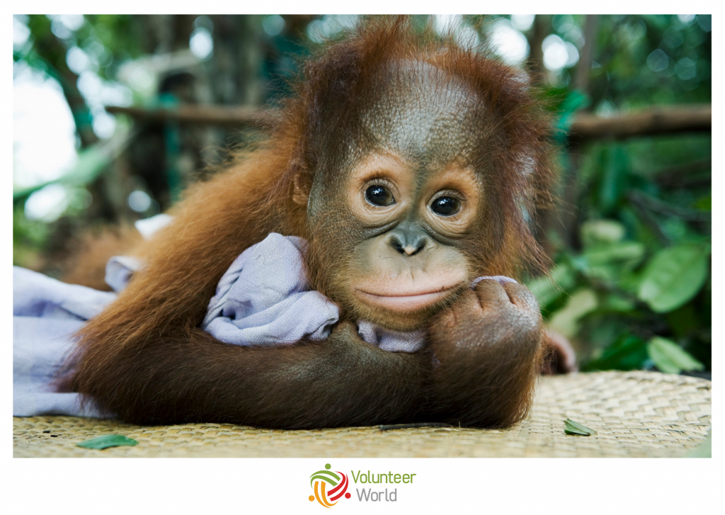 orangutan baby in indonesia