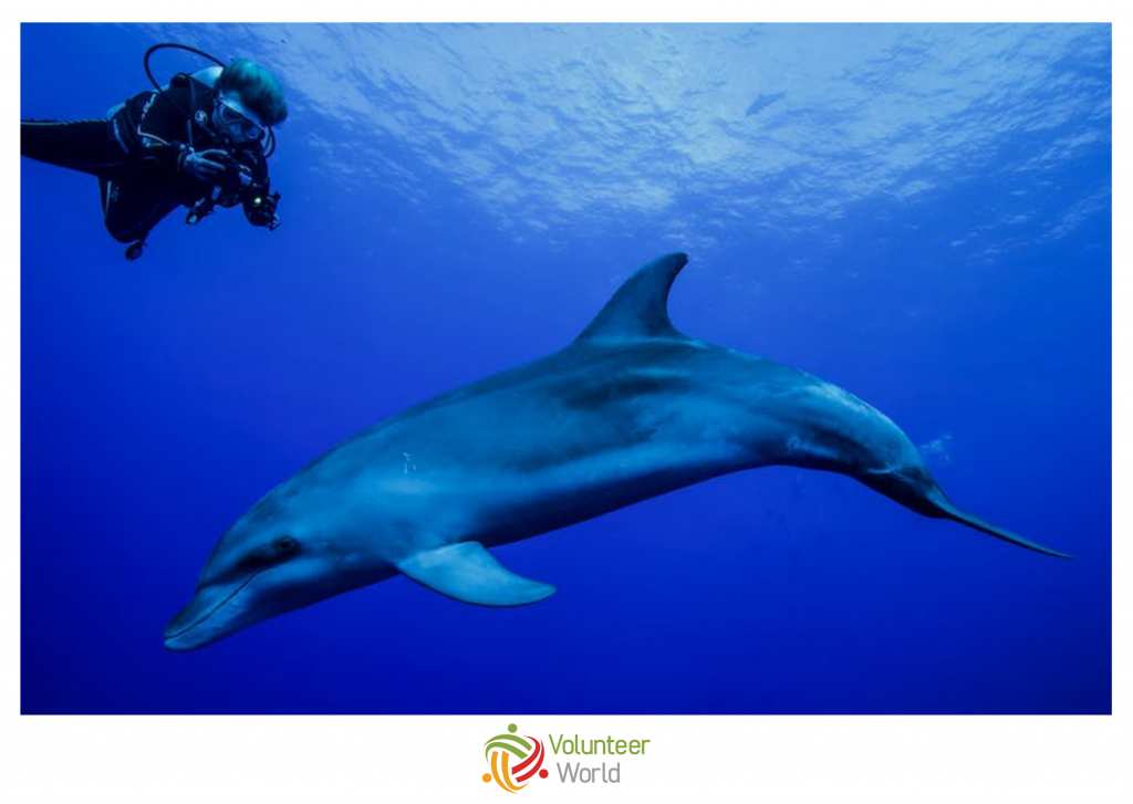 dolphin conservation volunteer in italy