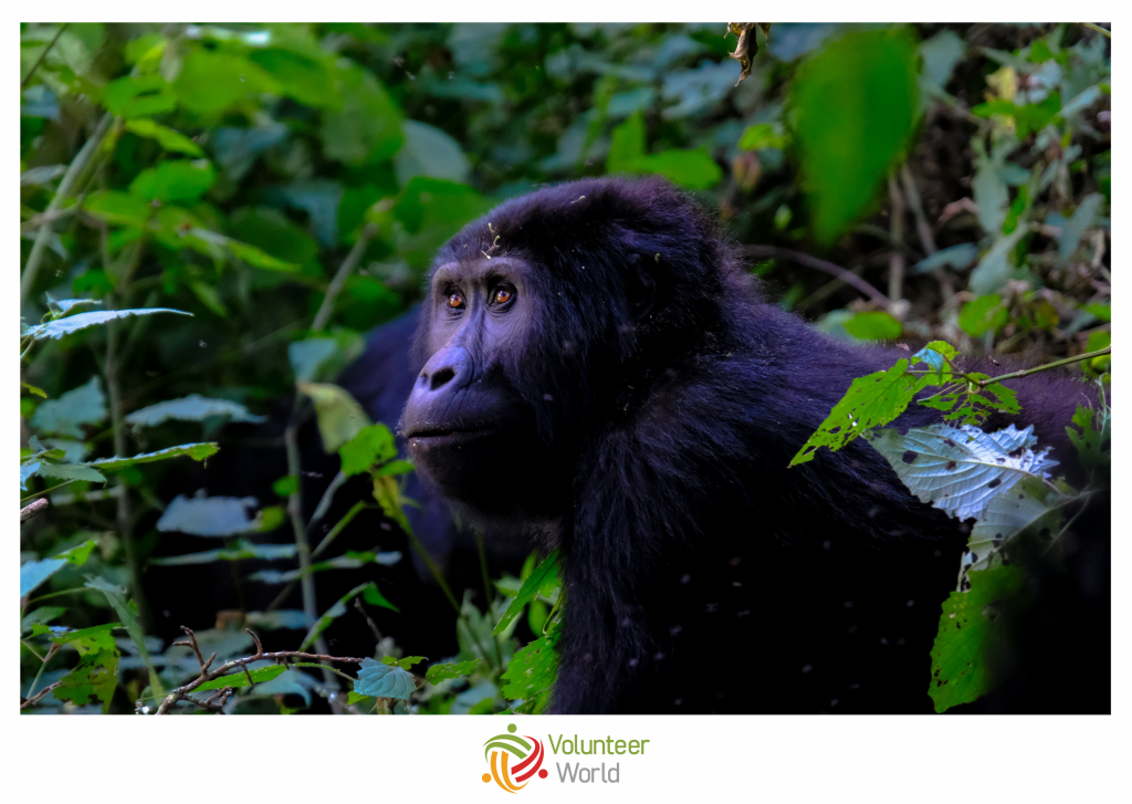 explore ugandas gorillas in december