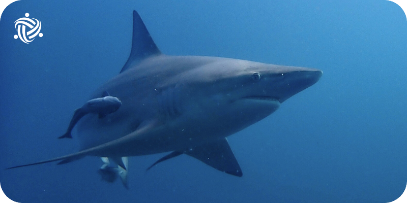 A shark swimming in the deep blue, that the volunteer saw during his experience.