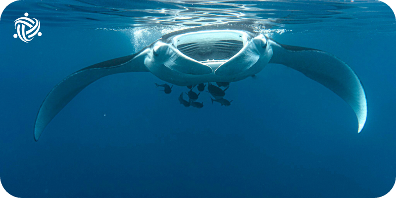 A swimming manta ray with small fish behind him.