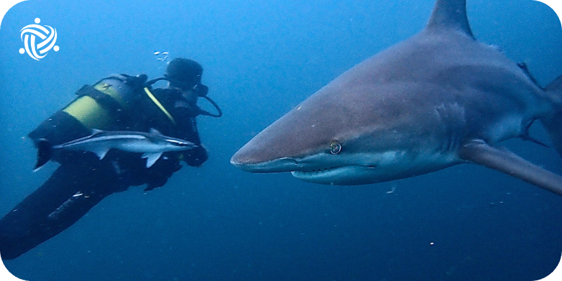 A shark and a the volunteer scuba diver look into each other's eyes
