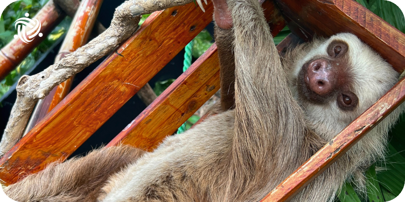 sloth hanging on a tree
